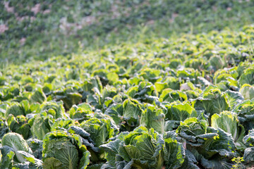 Fototapeta premium High-angle view of the napa cabbage farm on the mountain