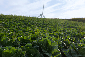 Fototapeta premium View of the wind turbine on the napa cabbage field