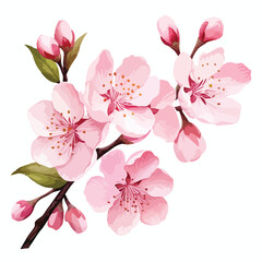 Cherry blossom Clipart isolated on white background