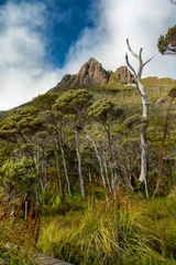 Photo sur Plexiglas Mont Cradle Bushwalking around Dove Lake near Cradle Mountain, Tasmania, Australia