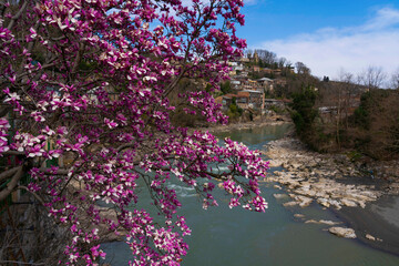Magnolia blooms on the banks of the Rioni River in Kutaisi