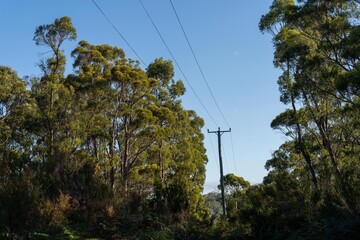 Powerlines in the bush in Australia. Power poles a fire hazard in the forest