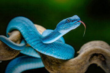snake on the branch