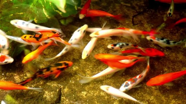 River pool. ornamental fish in colorful water. Asian koi aquarium Japanese wildlife colorful view photo clear water nature with flowing water