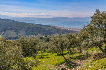 Fototapeta na wymiar olive garden in Kucuk Kumla valley with scenic views of Gemlik Gulf (Bursa, Turkey)