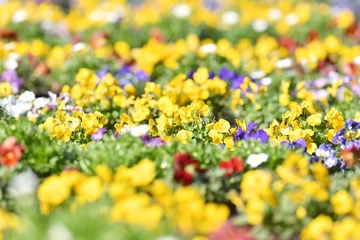 Deurstickers 花壇の花　パンジー © araho