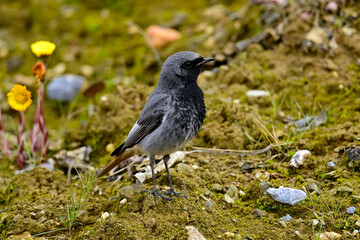 Hausrotschwanz - Männchen // Black redstart - male (Phoenicurus ochruros)