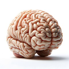 Human Brain Illustration on White Background