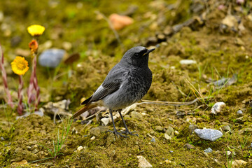 Black redstart - male // Hausrotschwanz - Männchen (Phoenicurus ochruros)