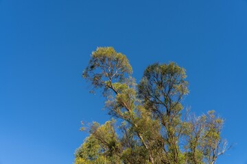 looking up at a bush canopy of gum trees with a blue sky in australia