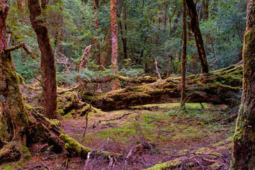 temperate rainforest near Cradle Mountain, Tasmania, Australia