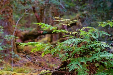 Photo sur Plexiglas Mont Cradle temperate rainforest near Cradle Mountain, Tasmania, Australia