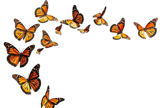 Fototapeta set of butterflies