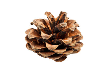 pine cone