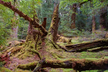 Crédence de cuisine en verre imprimé Mont Cradle temperate rainforest near Cradle Mountain, Tasmania, Australia