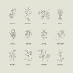 Hand drawn line art minimalist plants illustrations. Healing herbs, culinary herbs, aromatherapy plants, herbal tea ingredients and graphic design elements. Organic skincare ingredients.