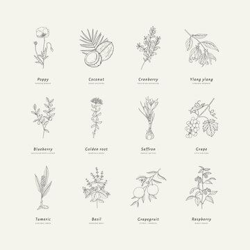 Hand drawn line art minimalist plants illustrations. Healing herbs, culinary herbs, aromatherapy plants, herbal tea ingredients and graphic design elements. Organic skincare ingredients.