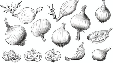 Linear Onions. Hand drawing whole and chopped onion - obrazy, fototapety, plakaty
