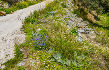 flowers on Çamlık beach near Kapakli (Yalova province, Turkey) 