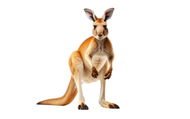 Kangaroo Standing on Hind Legs. On a White or Clear Surface PNG Transparent Background.