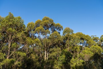 Obraz premium looking up at a bush canopy of gum trees with a blue sky in australia
