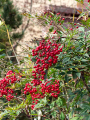 Sacred bamboo - (Nandina domestica) Close-up of clusters of small, bright red berries on supple and arching thin stems with pointed, lanceolate green foliage