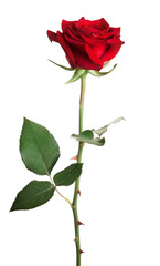 Red rose isolated on white background