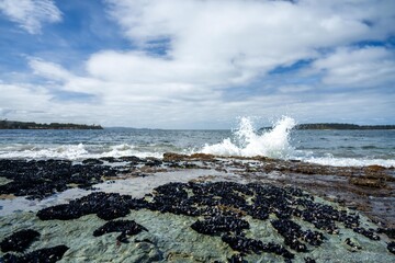 mussel shells growing on rocks while waves break over them and bull kelp growing on rocks in the ocean in australia. Waves moving seaweed over rock and flowing with the tide