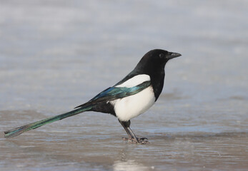 Magpie
