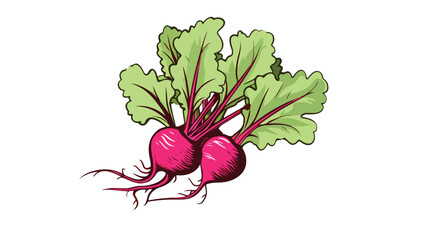 Outline illustration vector image of a beet root