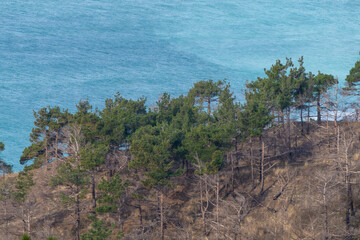 Green coniferous trees on the shore by the sea