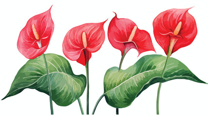 Realistic red anthurium. Watercolor illustration 