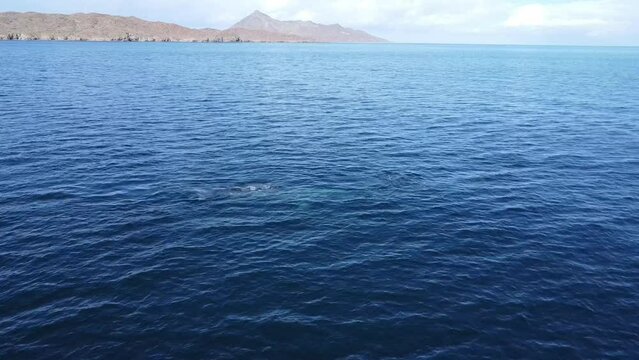 Whale watching in Baja California Sur, Mexico with grey whales visible in blue waters