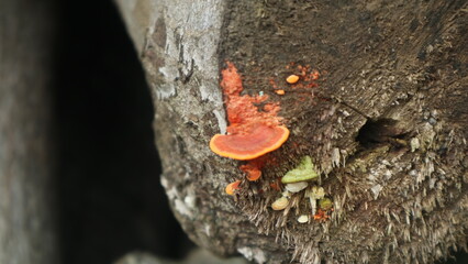 Jamur kayu, ganoderma fungus that grows and becomes a parasite on tree trunks
