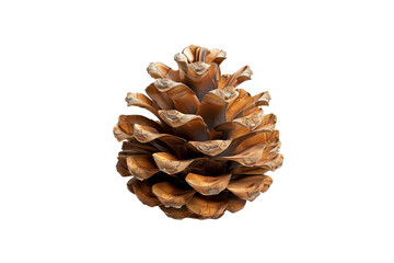 pine cone