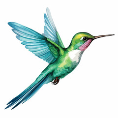 Hummingbird clipart isolated on white background