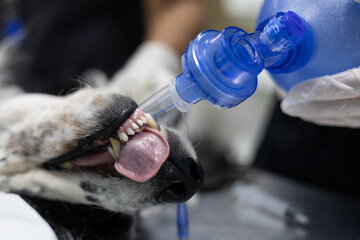 A veterinarian resuscitates the dog using precise life-saving measures. An experienced veterinarian...