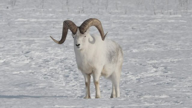 Male Dall Sheep On Snow In Winter In Yukon, Canada. slow motion shot