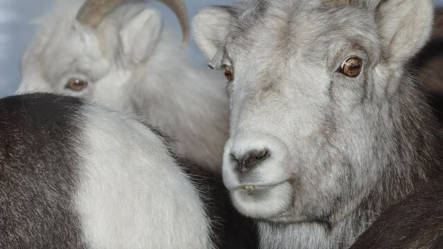 Closeup Of Female Dall Sheep Head. Yukon Territory, Canada.