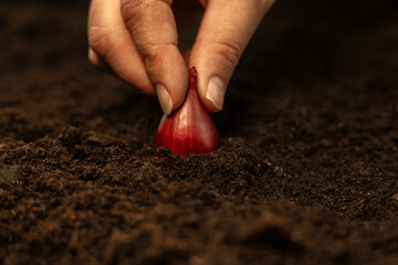 Planting young bulbs in fertile soil close-up. A hand sticks a small red onion into the soil of a...