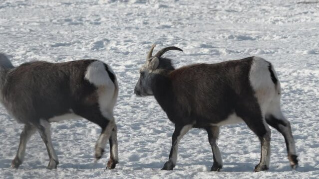 Two Female Thinhorn Sheep Walking On Snow In Winter In Yukon, Canada. closeup shot
