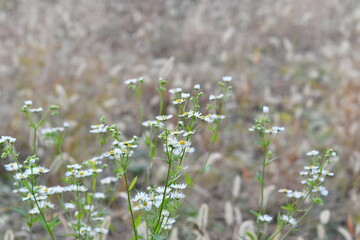 雑草の花