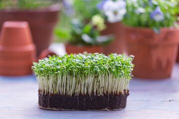 Young cress and spring plants in pots