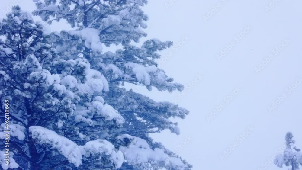 Poster windy snow storm in boulder colorado, deep snow coverage on trees