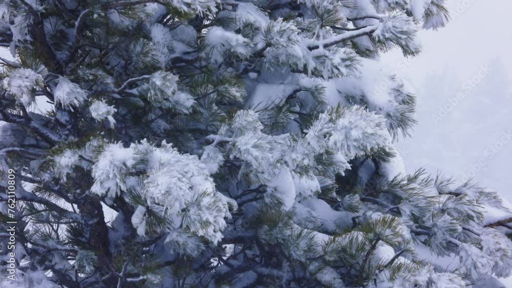 Poster snowfall collecting on tree branches and leaves in boulder colorado weather