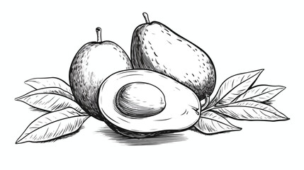 Vector avocado illustration. Black and white avocado