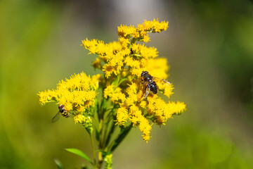 Kanadische Goldrute mit Mistbiene 