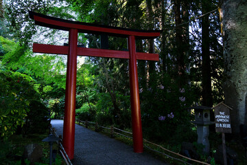 Fototapeta na wymiar Japanese garden The famous gardens of Butchert on Victoria Island. Canada. The Butchart Gardens
