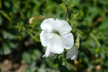 Large white petunia flower