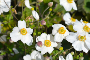 Japanese anemone Honorine Jobert flowers